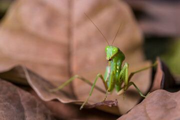 Bright Green Preying Mantis Mantid Mantises Mantidae Mantodea on dead autumn brown leaves in the jungles of Thailand, macro micro close up