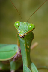Bright Green Preying Mantis Mantid Mantises Mantidae Mantodea on dead autumn brown leaves in the jungles of Thailand, macro micro close up