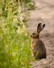 Hare with grasses / Feldhase mit Gräser