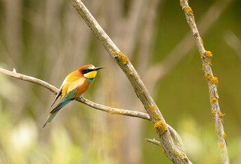 Bee-eater / Bienenfresser 