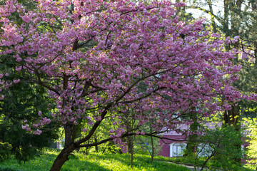 Cherry blossom flowers (Japanese cherry) close-up. Sakura in bloom in a city park. Cherry blossom in full bloom. 