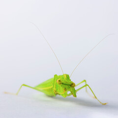 Bright Green Preying Mantis Mantid Mantises Mantidae Mantodea with red eyes on a white isolated background