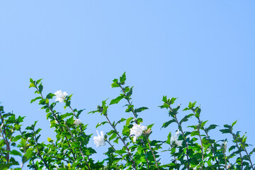 파란하늘과 흰 꽃과 초록잎