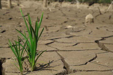 Green plant on the dry, cracked soil