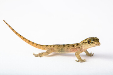 Gekkota Gekko Gecko Lizard on a White Background isolated and separate