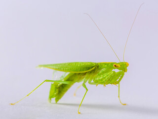 Preying Mantis Mantid Mantises Mantidae Mantodea on a off white isolated background