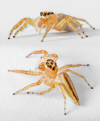 Salticidae Jumping Spider on Clear white background isolated subject in Thailand