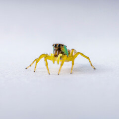 Salticidae Jumping Spider on Clear white background isolated subject in Thailand