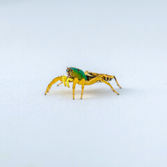 Salticidae Jumping Spider on Clear white background isolated subject in Thailand
