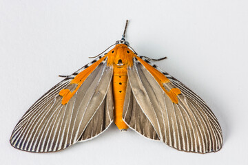 Orange and Grey Moth Lepidoptera on a white isolated background in Thailand 