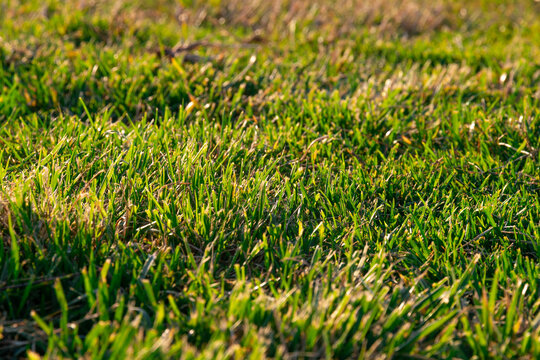 Green grass close up picture. Natural texture, nature background.