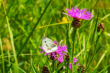 Green-veined white  butterfly on a flower