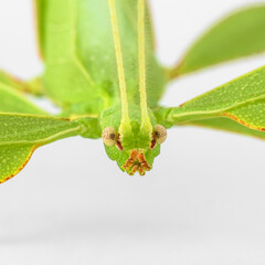 Green Leaf Mantis Mantid Mantises Mantidae Mantodea on dead autumn brown leaves in the jungles of Thailand, macro micro close up Phyllium celebicum bioculatum and copyspace