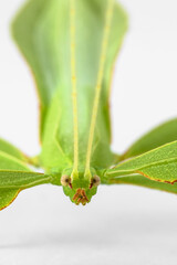 Green Leaf Mantis Mantid Mantises Mantidae Mantodea on dead autumn brown leaves in the jungles of Thailand, macro micro close up Phyllium celebicum bioculatum and copyspace