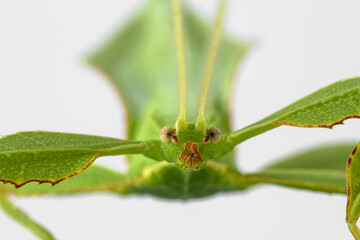 Green Leaf Mantis Mantid Mantises Mantidae Mantodea on dead autumn brown leaves in the jungles of Thailand, macro micro close up Phyllium celebicum bioculatum and copyspace