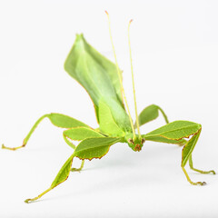 Green Leaf Mantis Mantid Mantises Mantidae Mantodea on dead autumn brown leaves in the jungles of Thailand, macro micro close up Phyllium celebicum bioculatum and copyspace