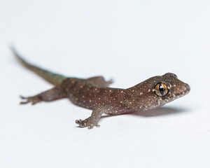 Fototapeta premium Gekkota Gekko Gecko Lizard on a White Background isolated and separate