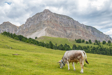 Fototapeta premium Cow grazing on an alp meadow with beautiful mountain formation