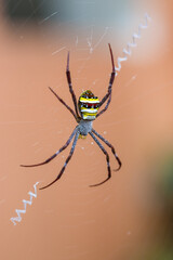 Orb Weaver Spider sitting on its web with a blurred green leaf background