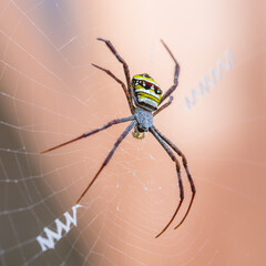 Orb Weaver Spider sitting on its web with a blurred green leaf background
