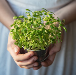 the grown micro-green basil is hold by the hands of a woman in a white dress. Macro and close up