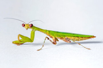 Bright Green Preying Mantis Mantid Mantises Mantidae Mantodea with red eyes on a white isolated background