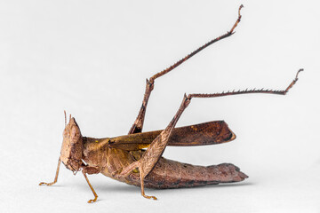 Cricket Grasshopper Caelifera Orthoptera Insecta 
