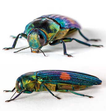 Jewel Beetle Strigoptera bimaculata Buprestidae Blue Purple Green Orange Red Gold on a white isolated background Two Subjects, side view and portrait Entomology 