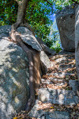Tree Roots Growing Around Voicanic Rock in the Jungle