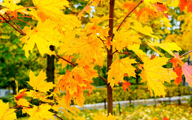 Leaves in the autumn park.
