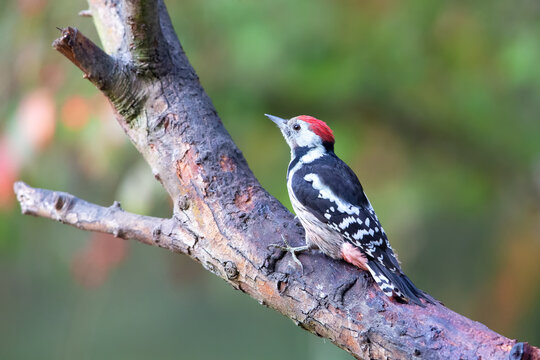 Middle Spotted Woodpecker (Dendrocoptes medius) in the nature protection area Moenchbruch near Frankfurt, Germany.