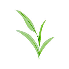 Watercolor photo. Botanical clipart. A set of green leaves, herbs and twigs. Floral design elements. Wedding invitations, greeting cards, blogs, posters, etc. Perfect for