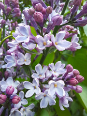 Lilac blossom closeup