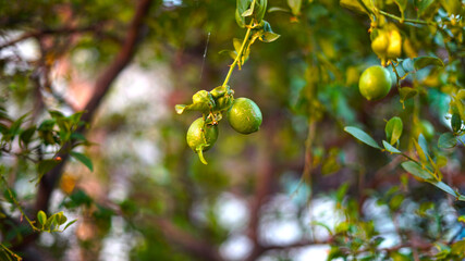 Sparkling Lemons fruit in the garden morning time. Citrus fruits with high source of Vitamin C.