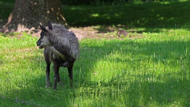 Apennine chamois, Rupicapra pyrenaica ornata, is living in the Abruzzo-Lazio-Molise National Park in Italy and the Pyrenees in Spain