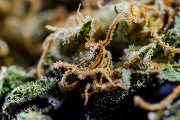 Obraz na płótnie Canvas Close up Macro Shot of Cannabis marijuana with trichomes crystals of Indica and Sativa