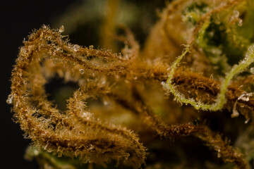 Close up Macro Shot of Cannabis marijuana with trichomes crystals of Indica and Sativa