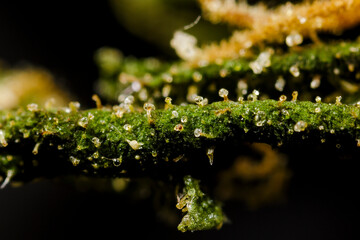 Close up Macro Shot of Cannabis marijuana with trichomes crystals of Indica and Sativa