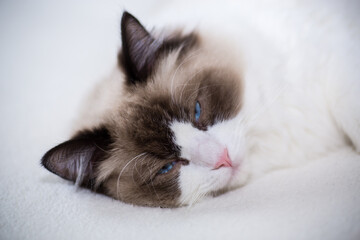 Young beautiful purebred Ragdoll cat at home