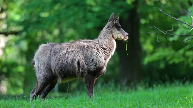 Apennine chamois, Rupicapra pyrenaica ornata, is living in the Abruzzo-Lazio-Molise National Park in Italy and the Pyrenees in Spain