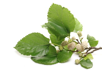 White mulberry fruits with leaves isolated on white background