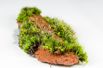 Moss growing on a piece of brick with a white background