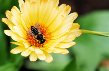 Wildbiene auf einer Ringelblumenblüte