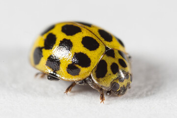 Macro Yellow Ladybird beetle Coccinellidae, Latreille Lady Bug Epilachna borealis on leaf with a white background looking over the edge of a green leaf with a white background