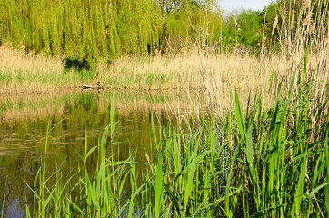 landscape, river and many reeds
 on the shore