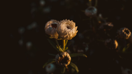 Flower in the garden