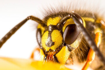 Wasp eating honey Entomology Close up macro detail black and yellow on a white background