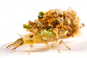 DEBRIS CARRYING LACEWING LARVAE, CHRYSOPIDAE