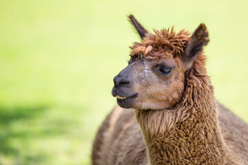 Fototapeta premium Llama with copy space on the left green background blurred with small shadow brown furry farm animal portrait of llamas alpaca 