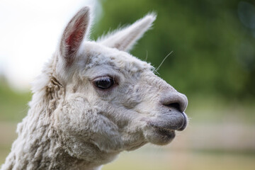 Obraz premium Llama with copy space on the left green background blurred with small shadow brown furry farm animal portrait of llamas alpaca 